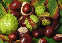 Aesculus_hippocastanum_fruit Aesculus_hippocastanum_fruit