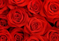 Rosen_zur_Hochzeit Rosen_zur_Hochzeit