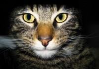 katze-wallpaper-3 katze-wallpaper-3