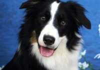 Coole+Hunde