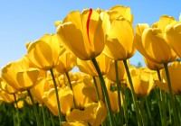 Tulips Tulips