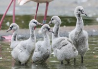 baby-express-flamingos-schoenbrunn