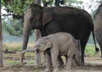 babyexpresselefantenmamabarbara-mucha-media