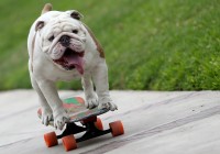 otto-die-skatende-bulldogge3 otto-die-skatende-bulldogge3