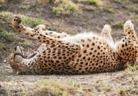 pagepard pagepard