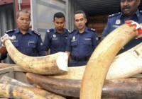 elfenbein-stosszaehne-elefantenstosszaehne-wilderei-naturschutz-artenvielfalt-malaysia elfenbein-stosszaehne-elefantenstosszaehne-wilderei-naturschutz-artenvielfalt-malaysia