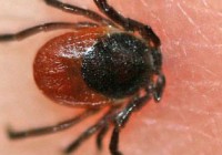 zecken-borreliennachweis-berlin zecken-borreliennachweis-berlin