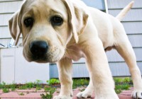 hundewelpe hundewelpe