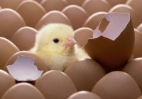 chicken-egg-debate1 chicken-egg-debate1