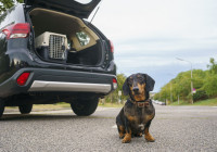 arboehaustiertransport-kopie