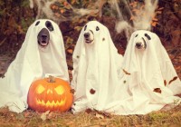 halloween-hunde-baby-express-barbara-mucha-media